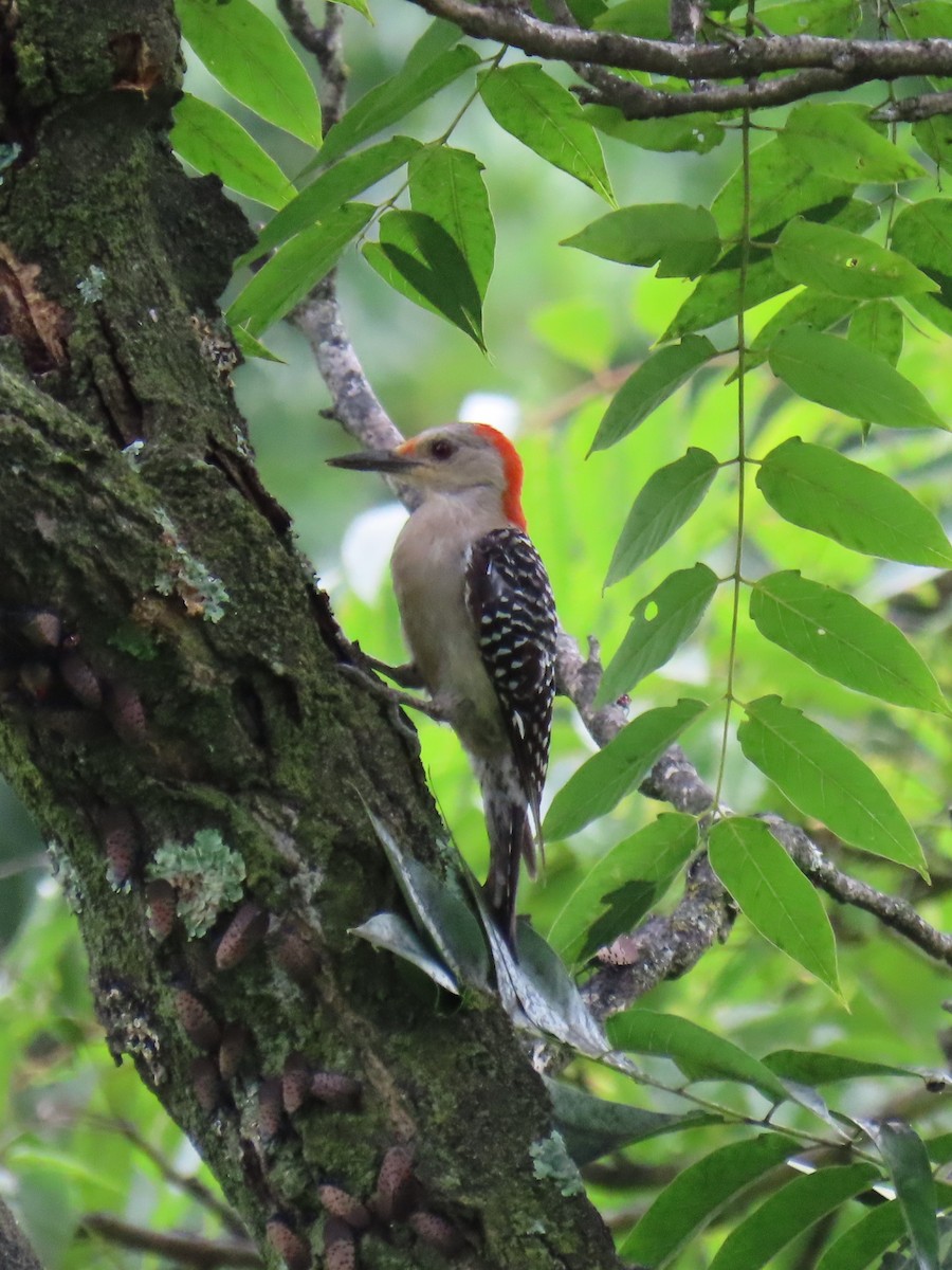 Red-bellied Woodpecker - ML638955868