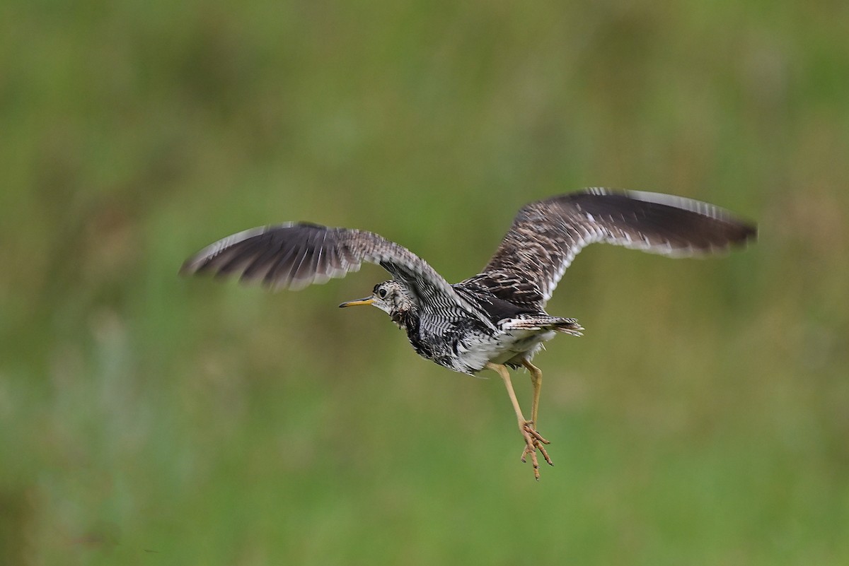 Upland Sandpiper - ML638955880
