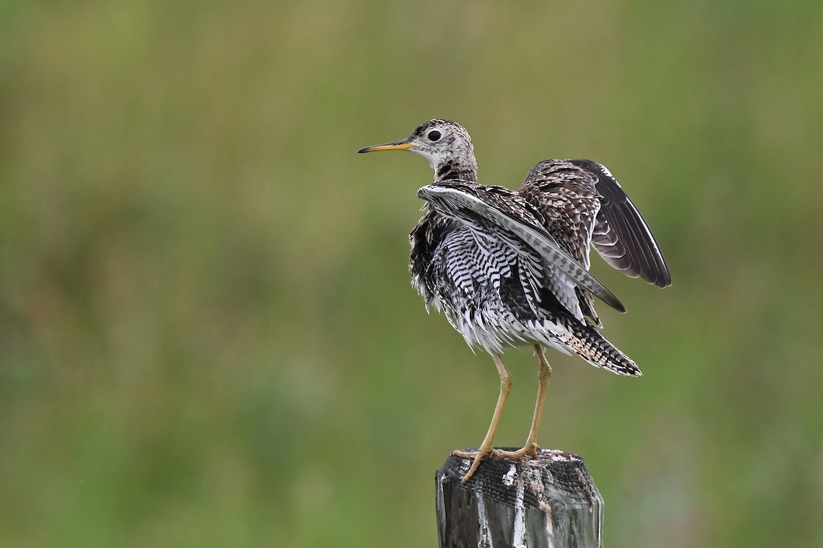 Upland Sandpiper - ML638955882