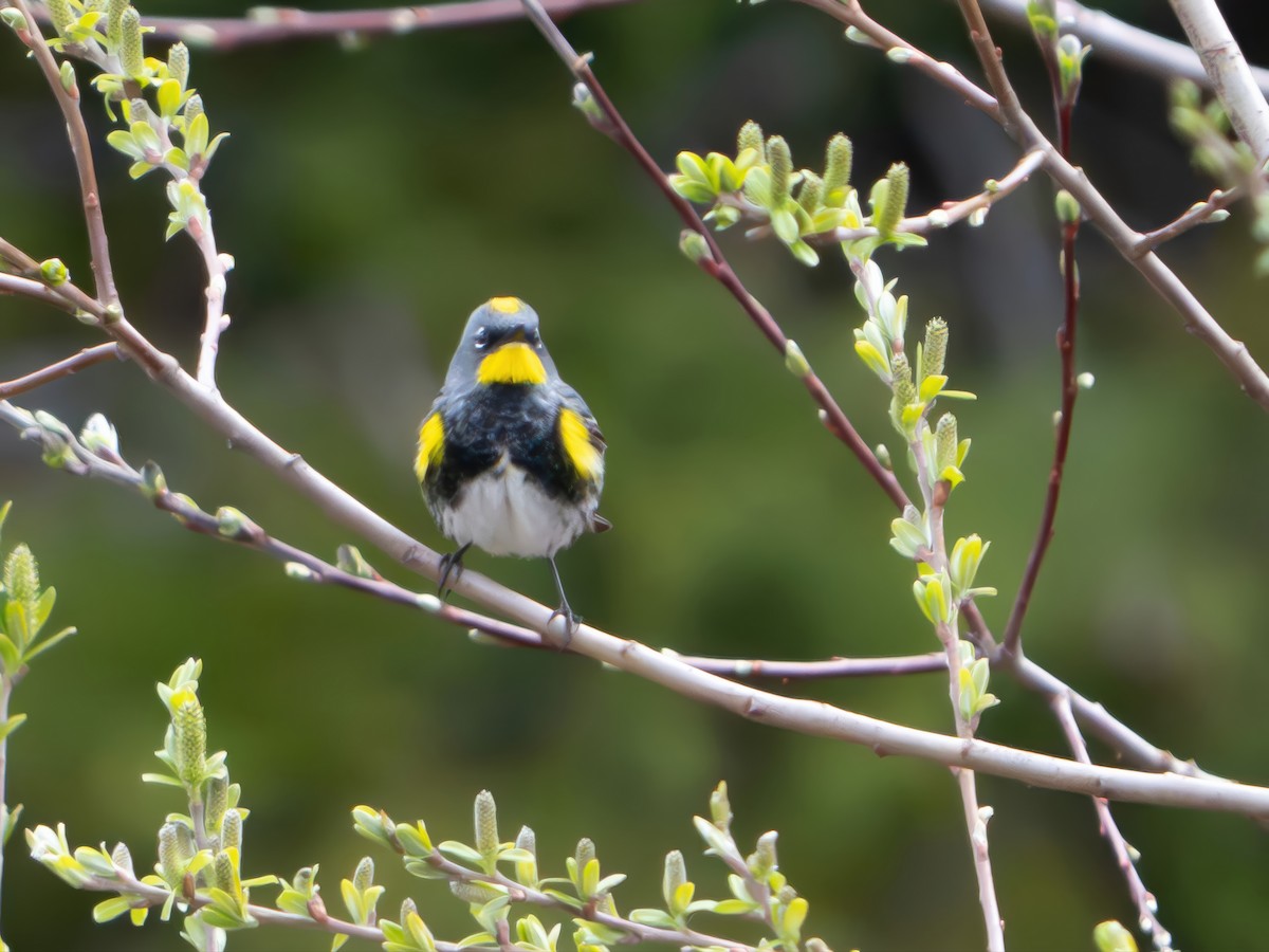 Yellow-rumped Warbler (Audubon's) - ML638955884