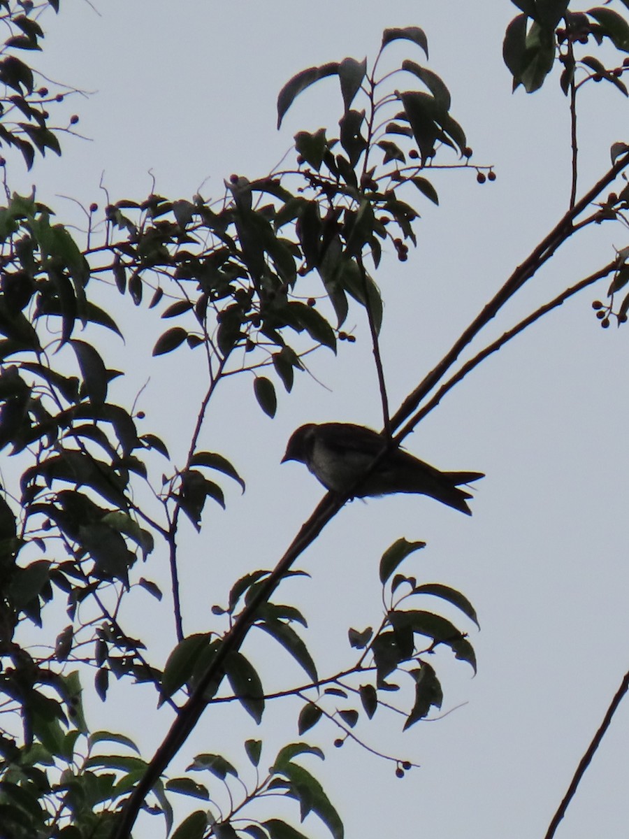 Purple Martin - ML638955893