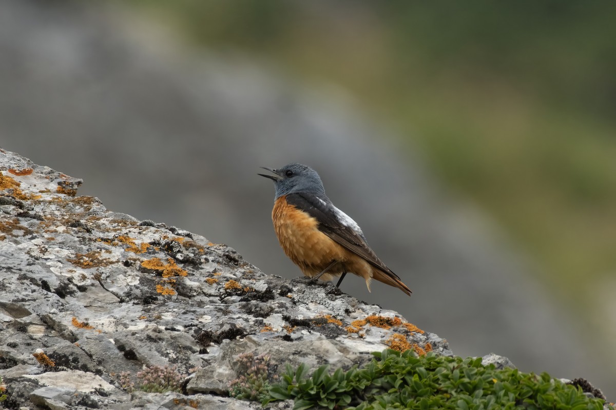 Rufous-tailed Rock-Thrush - ML638955904