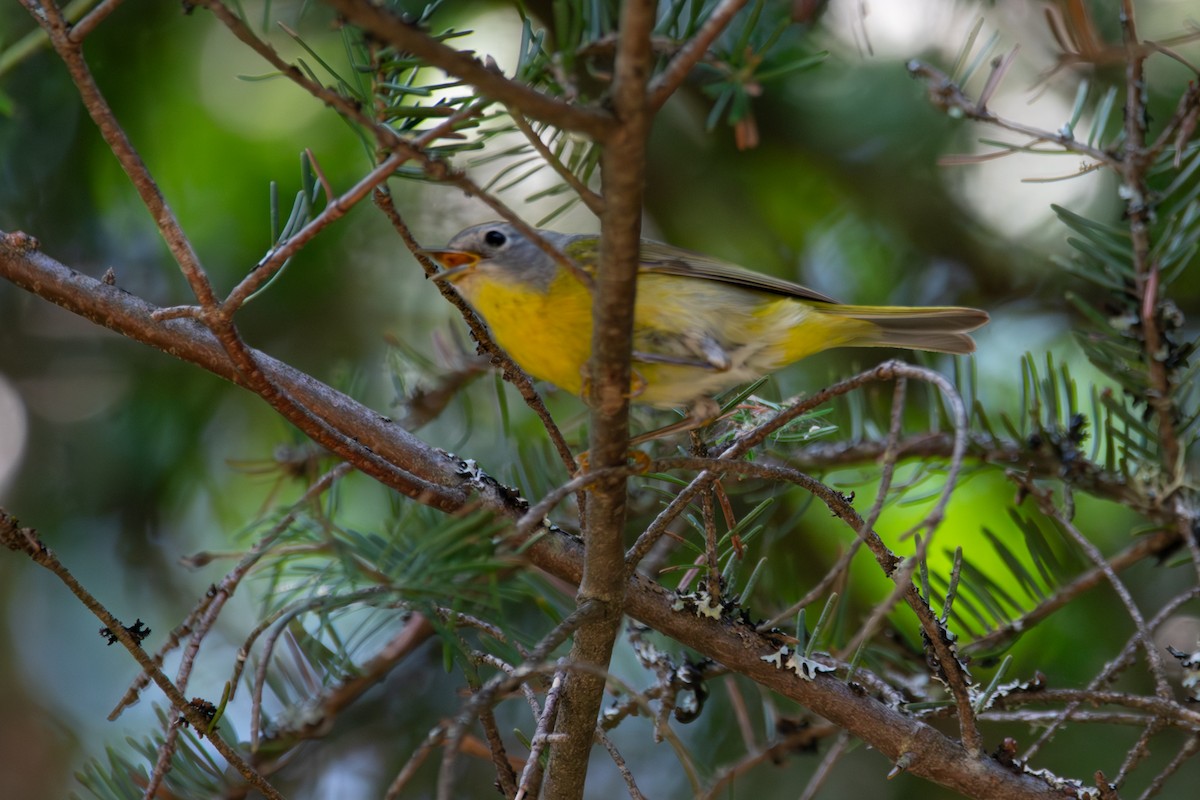 Rubinfleck-Waldsänger - ML638955907