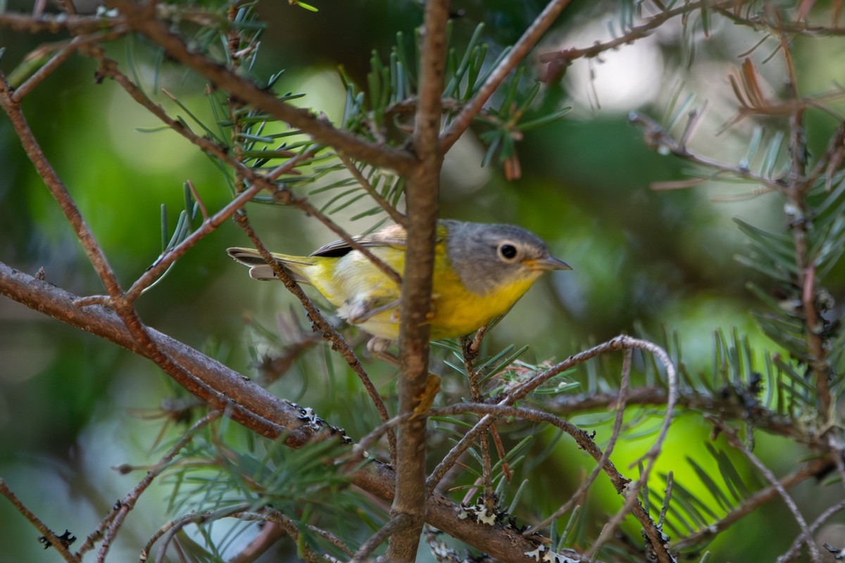 Rubinfleck-Waldsänger - ML638955908