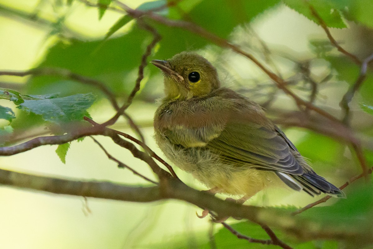 Hooded Warbler - ML638955913