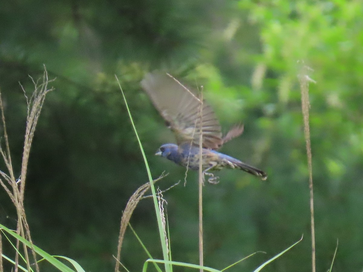 Blue Grosbeak - ML638955928