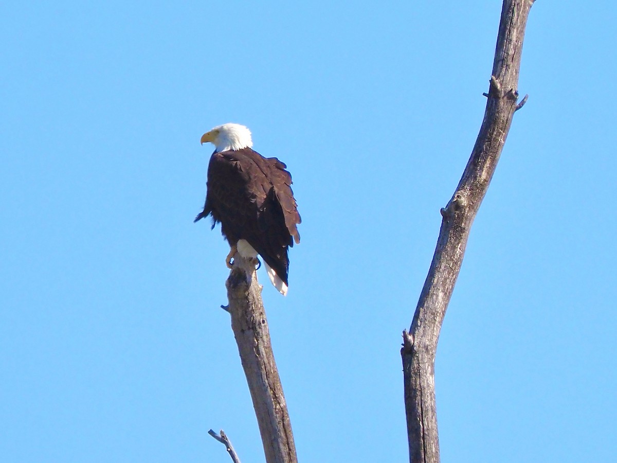 Bald Eagle - ML638955949