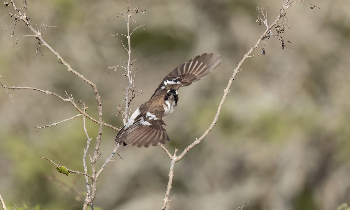 White-browed Sparrow-Weaver - ML638955950