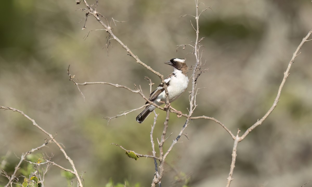 White-browed Sparrow-Weaver - ML638955952