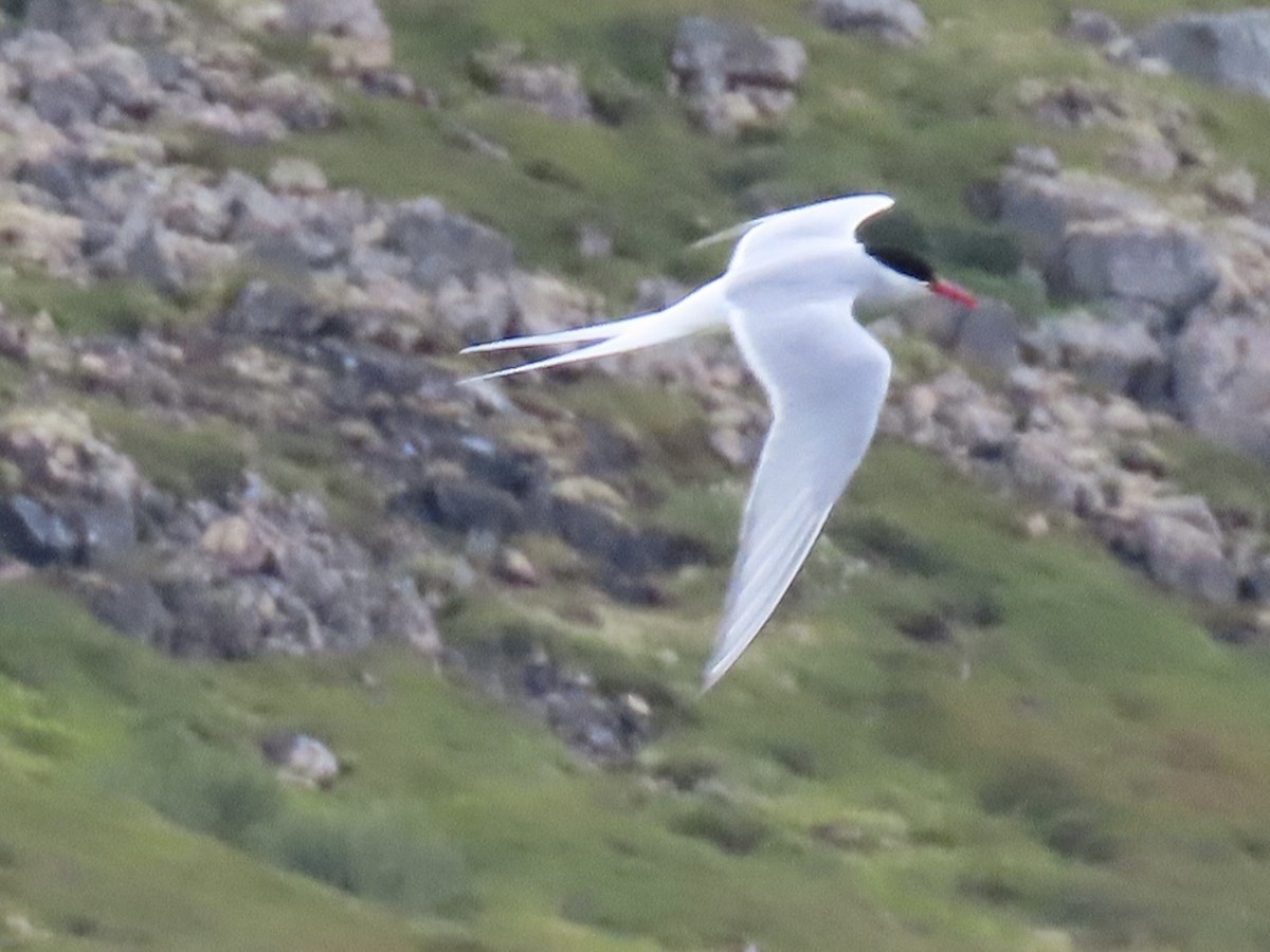 Arctic Tern - ML638955953