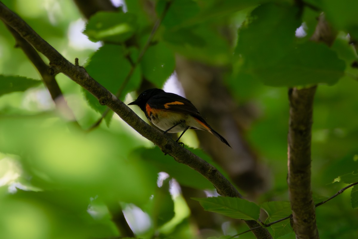 American Redstart - ML638955954