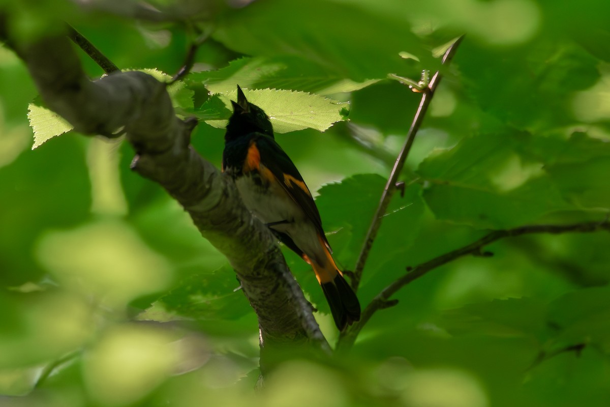 American Redstart - ML638955955