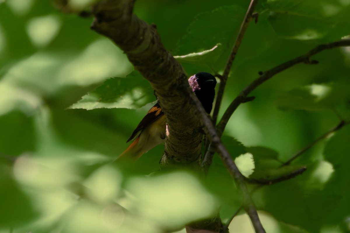 American Redstart - ML638955956