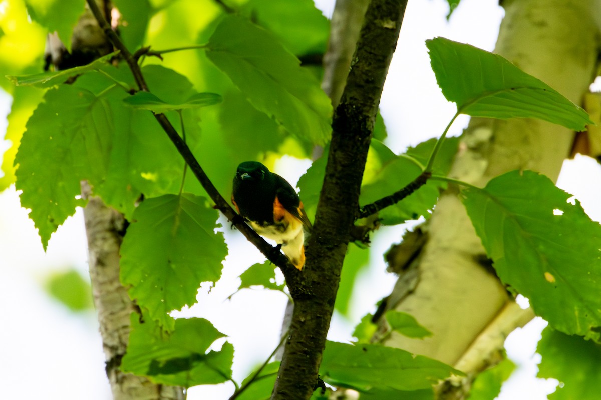 American Redstart - ML638955957