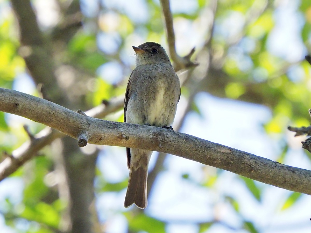 Western Wood-Pewee - ML638955962