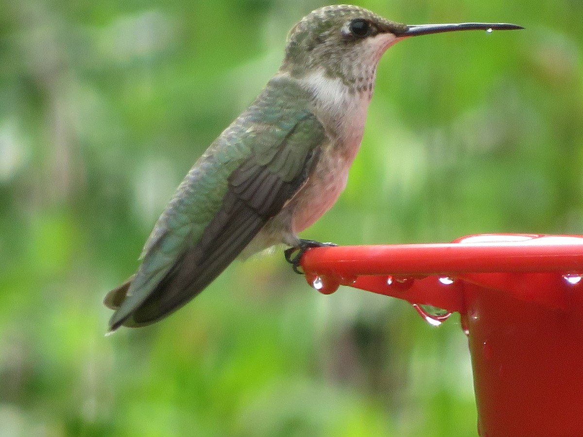 Black-chinned Hummingbird - ML638955963