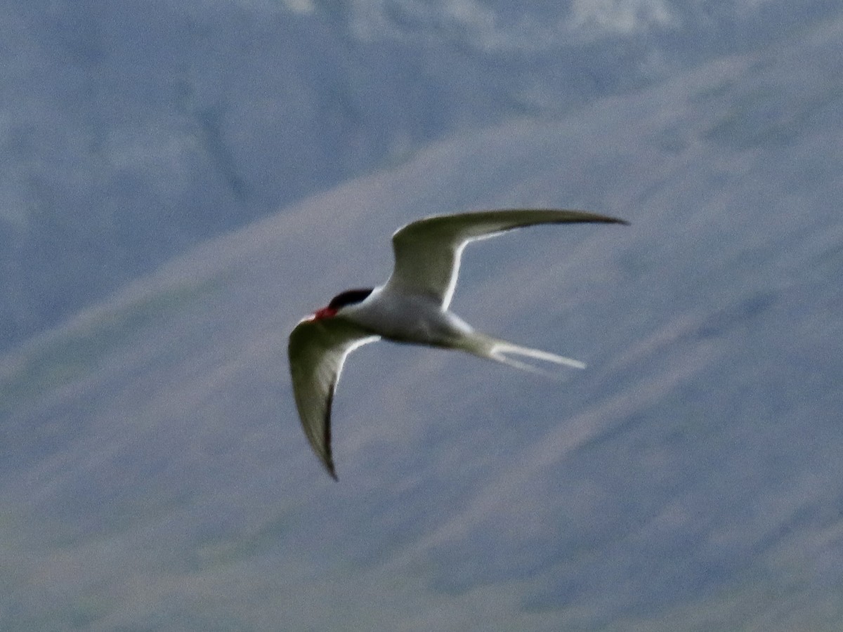 Arctic Tern - ML638955964
