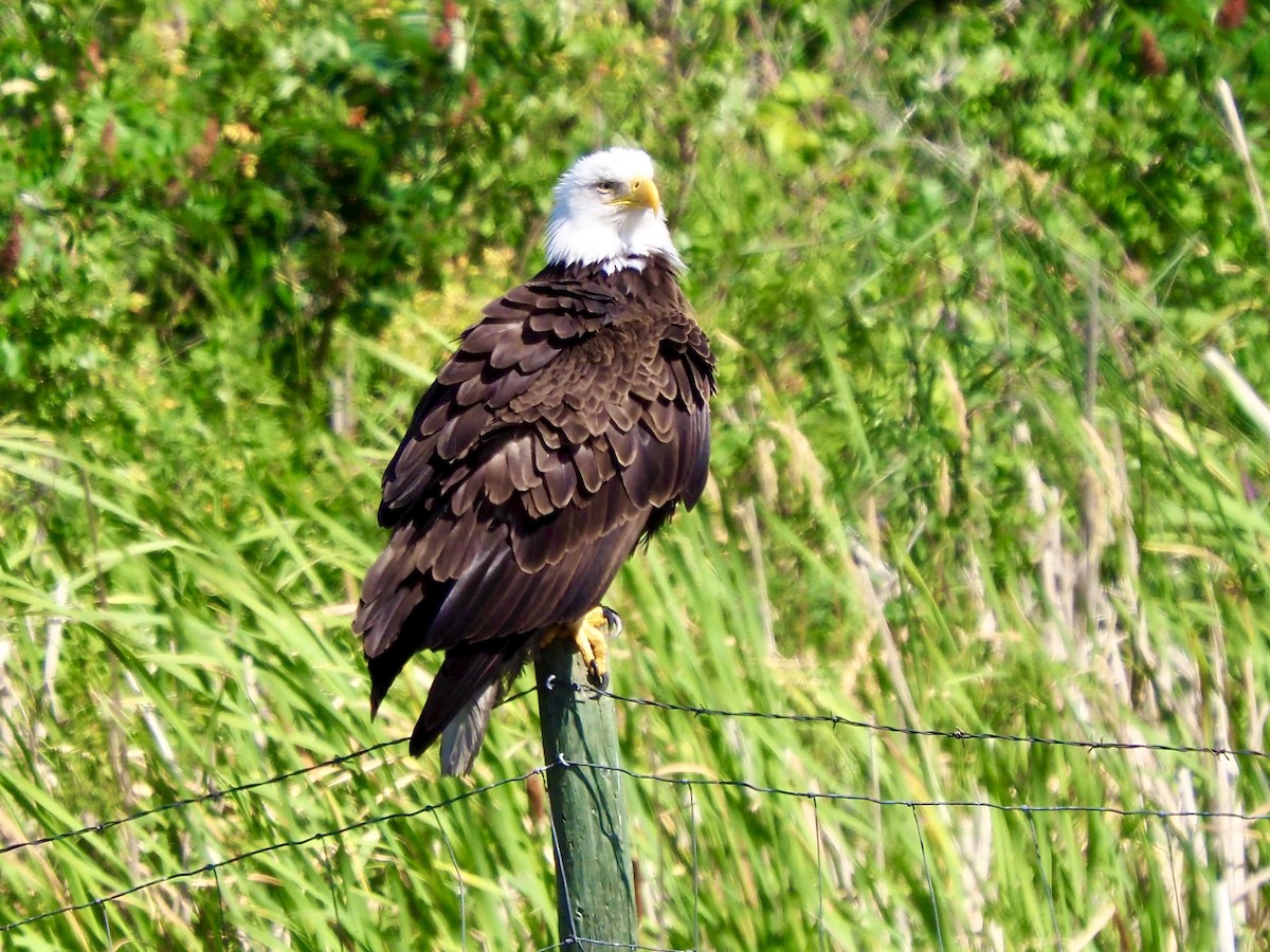 Bald Eagle - ML638955965
