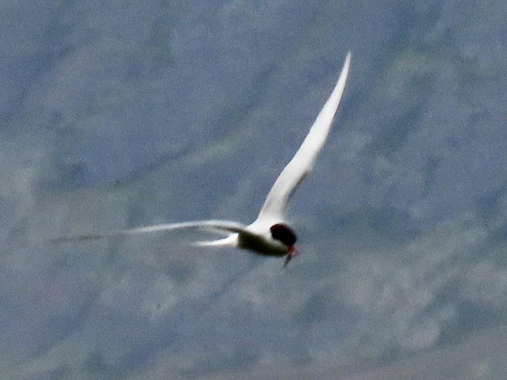 Arctic Tern - ML638955966