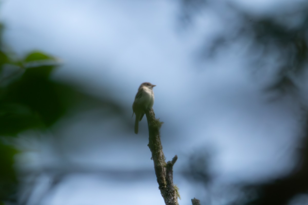 Least Flycatcher - ML638955969