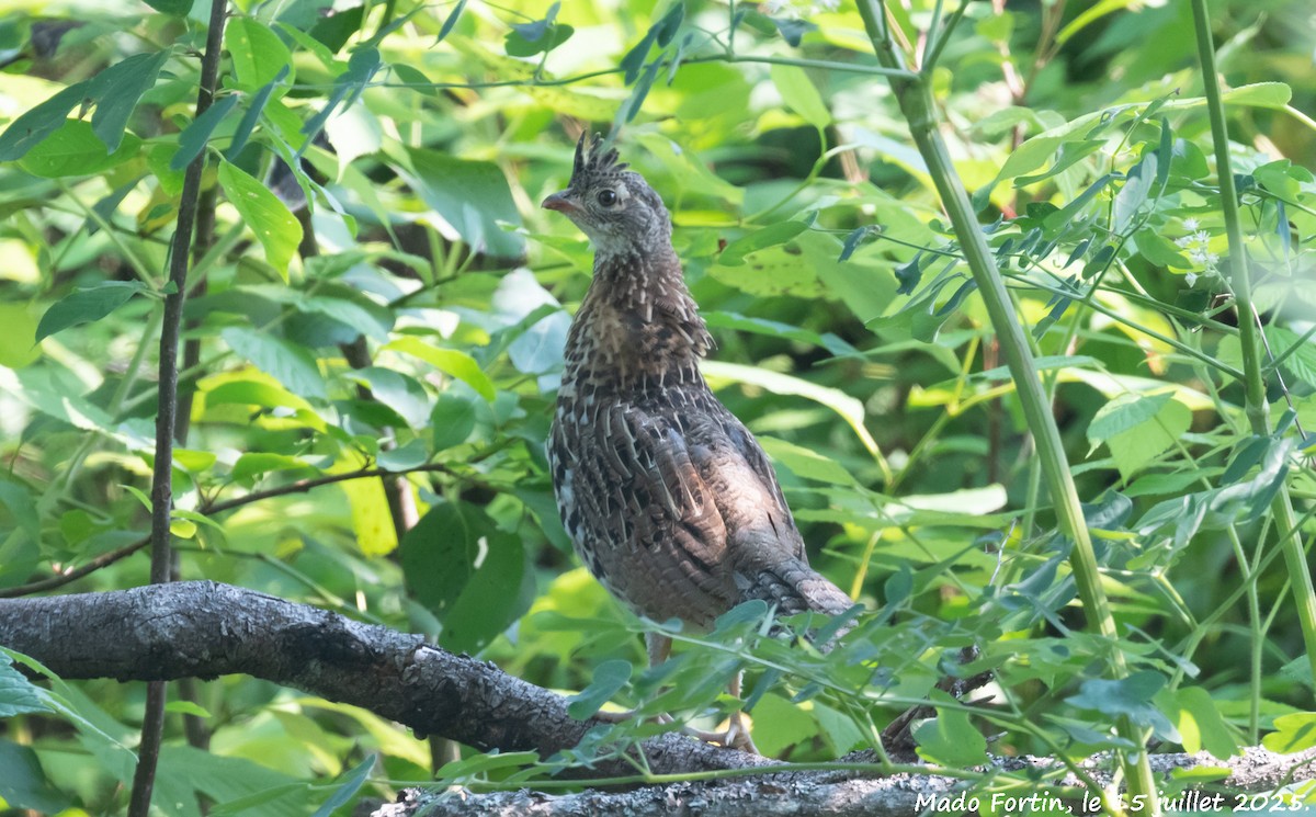 Ruffed Grouse - ML638955970