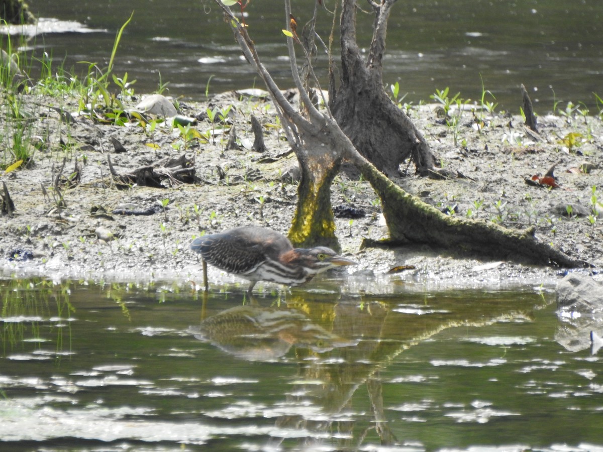Green Heron - ML638955971