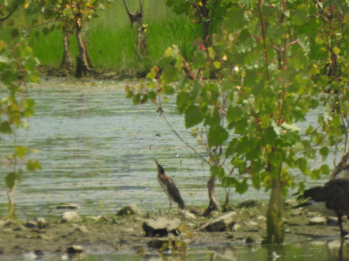 Green Heron - ML638955972
