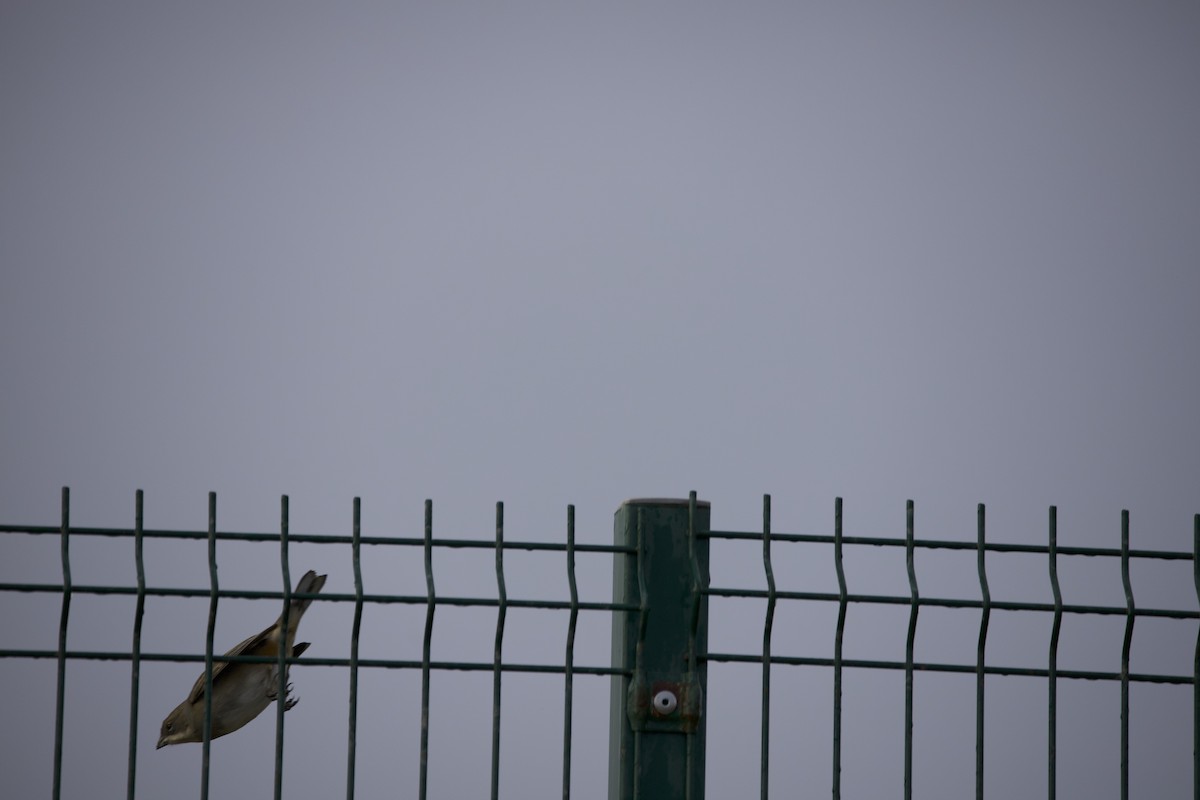 Diuca Finch - ML638956036