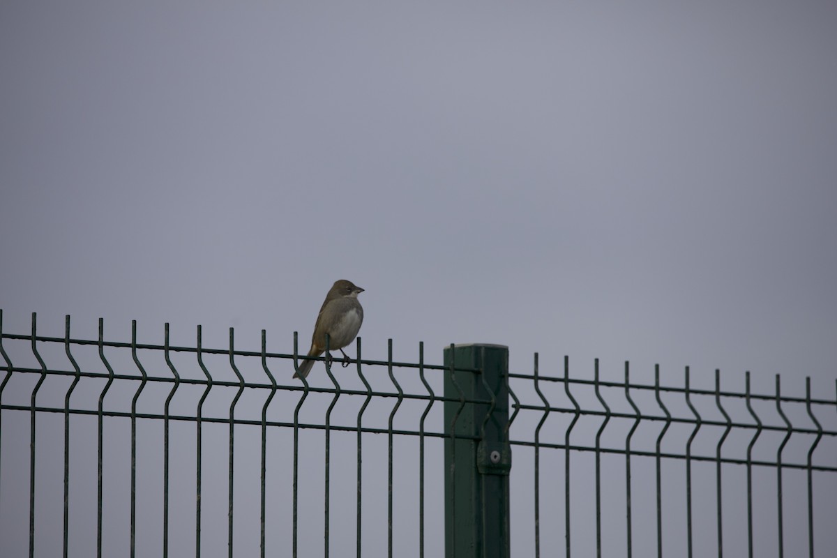 Diuca Finch - ML638956037