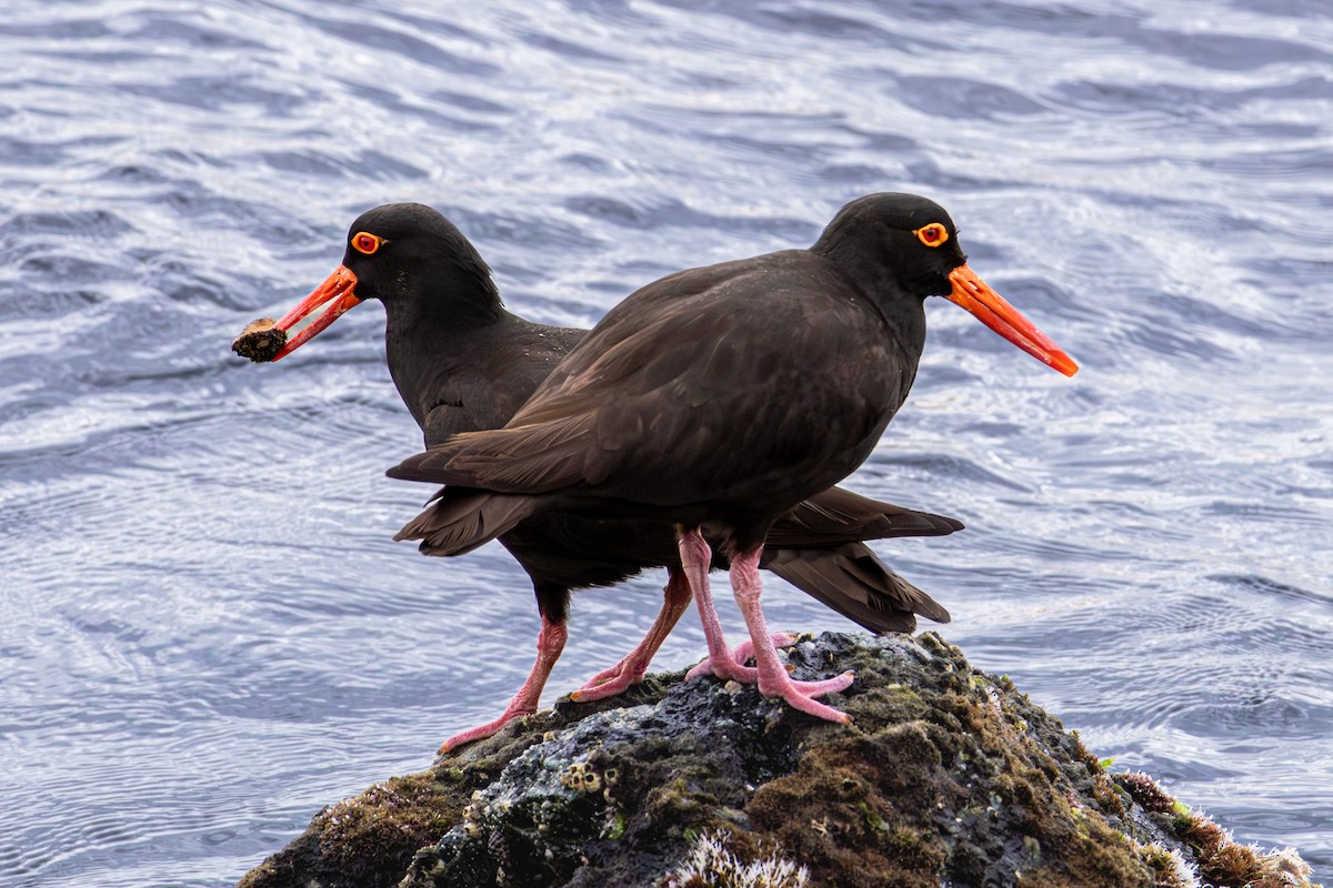 Sooty Oystercatcher - ML638956080