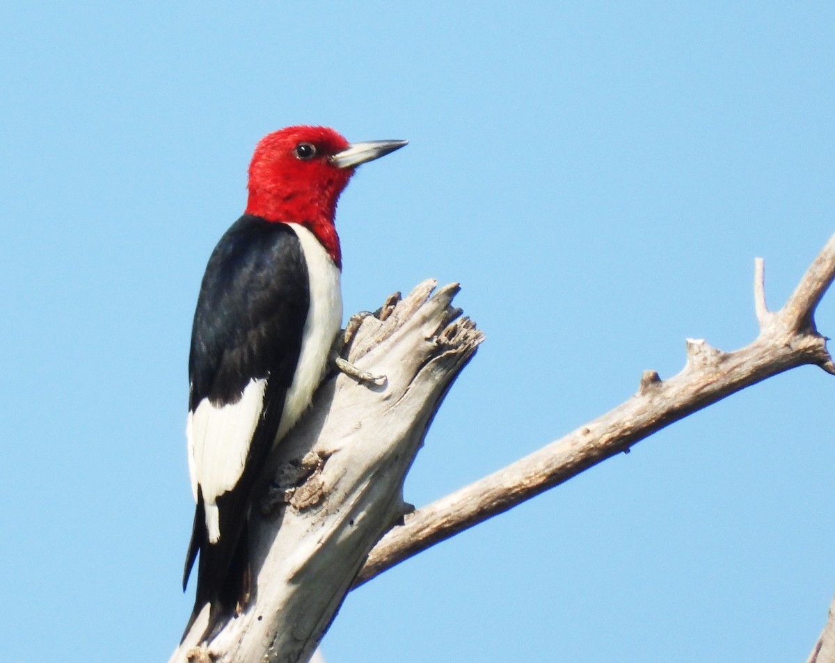 Red-headed Woodpecker - ML638956083