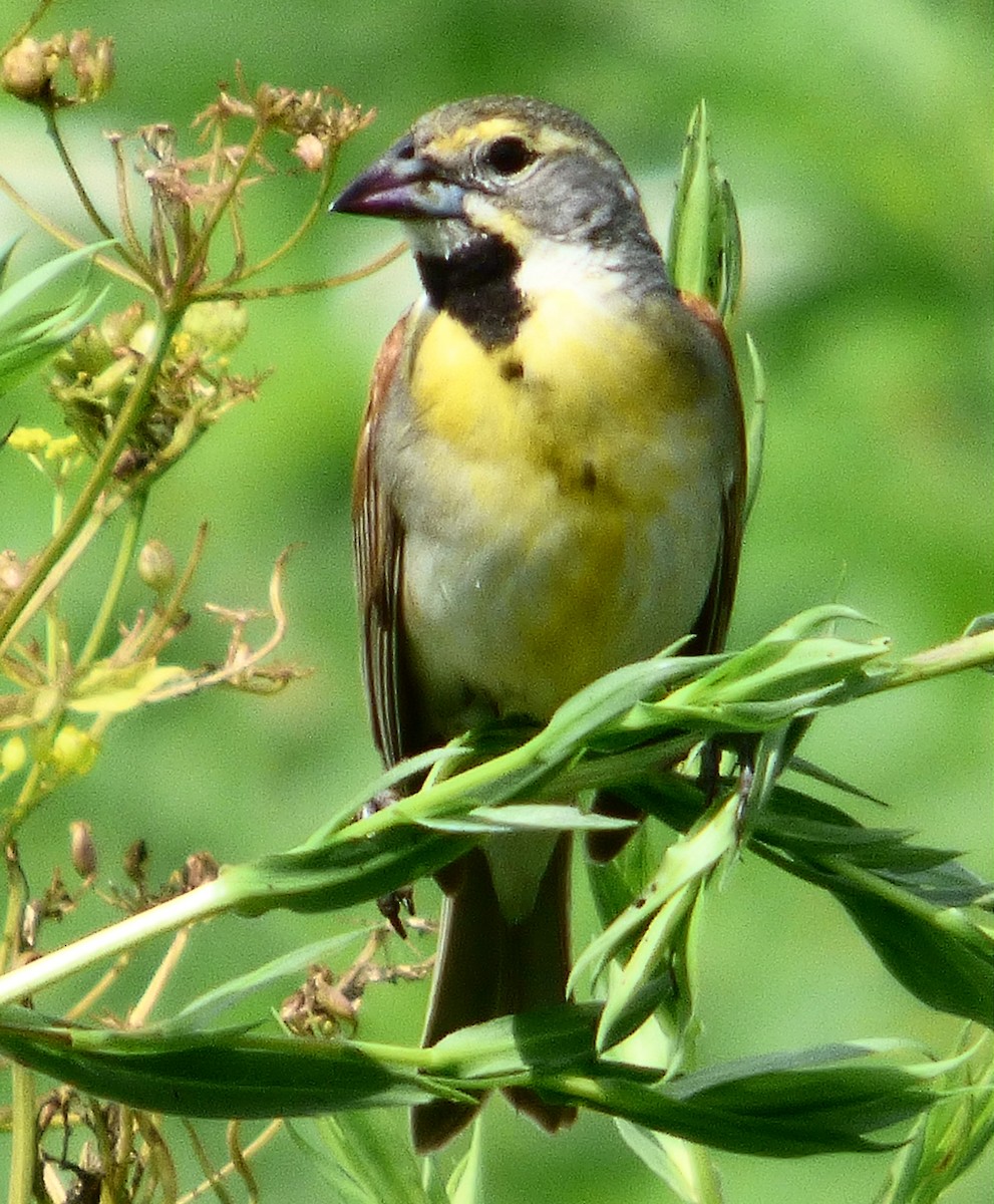 Dickcissel - ML638956085