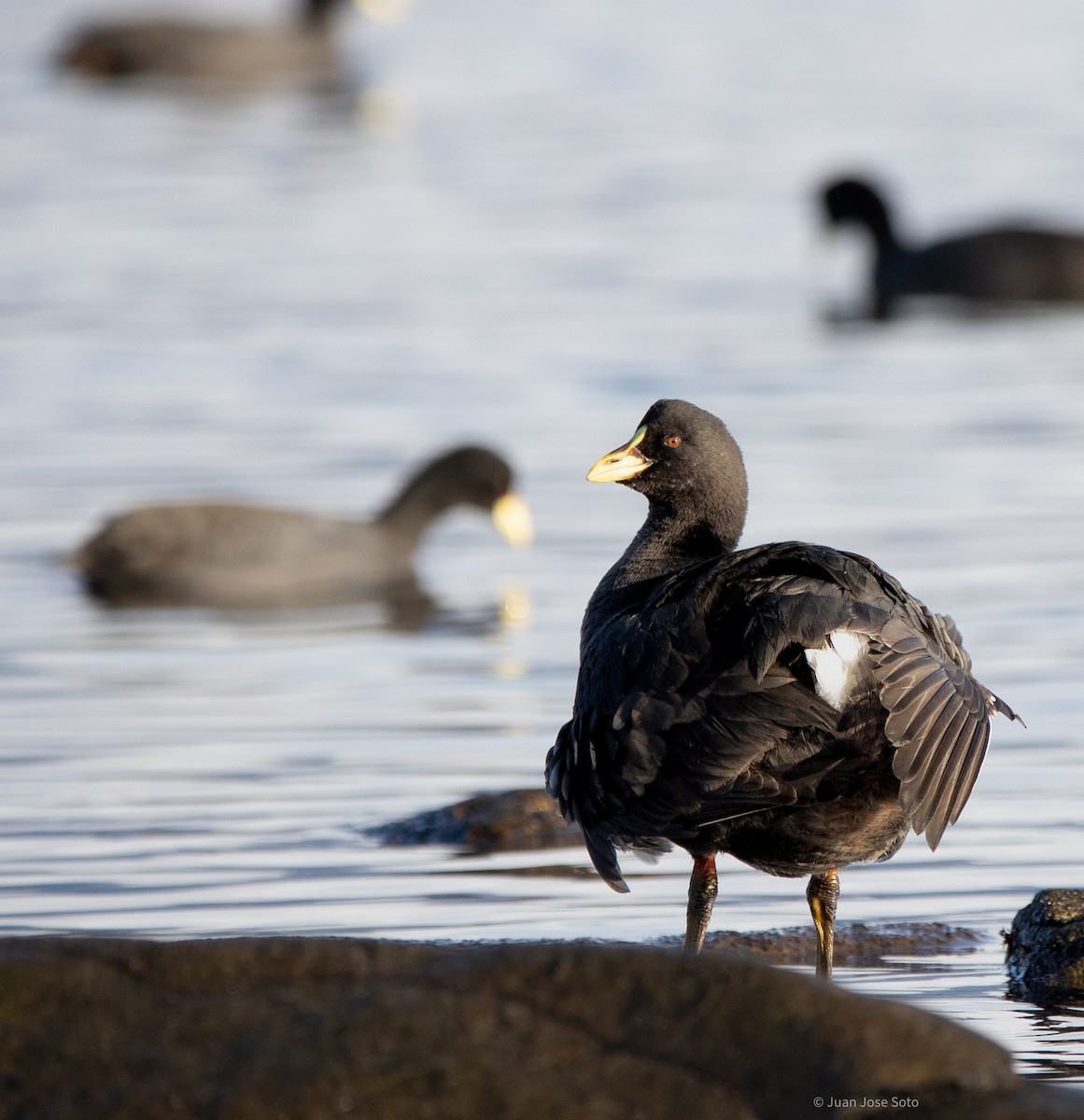 Red-gartered Coot - ML638956089