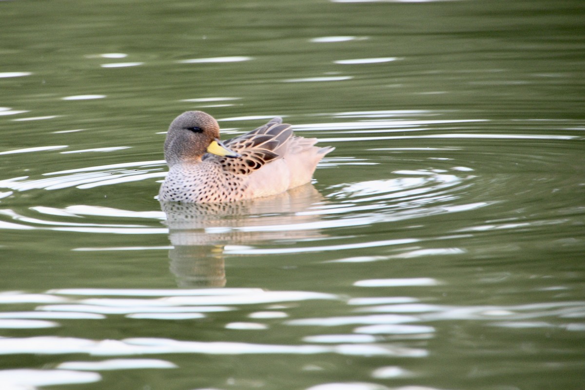 Yellow-billed Teal - ML638956091