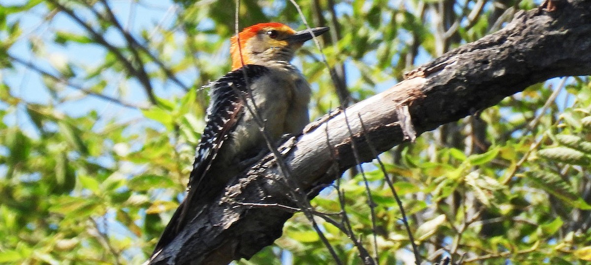 Red-bellied Woodpecker - ML638956092