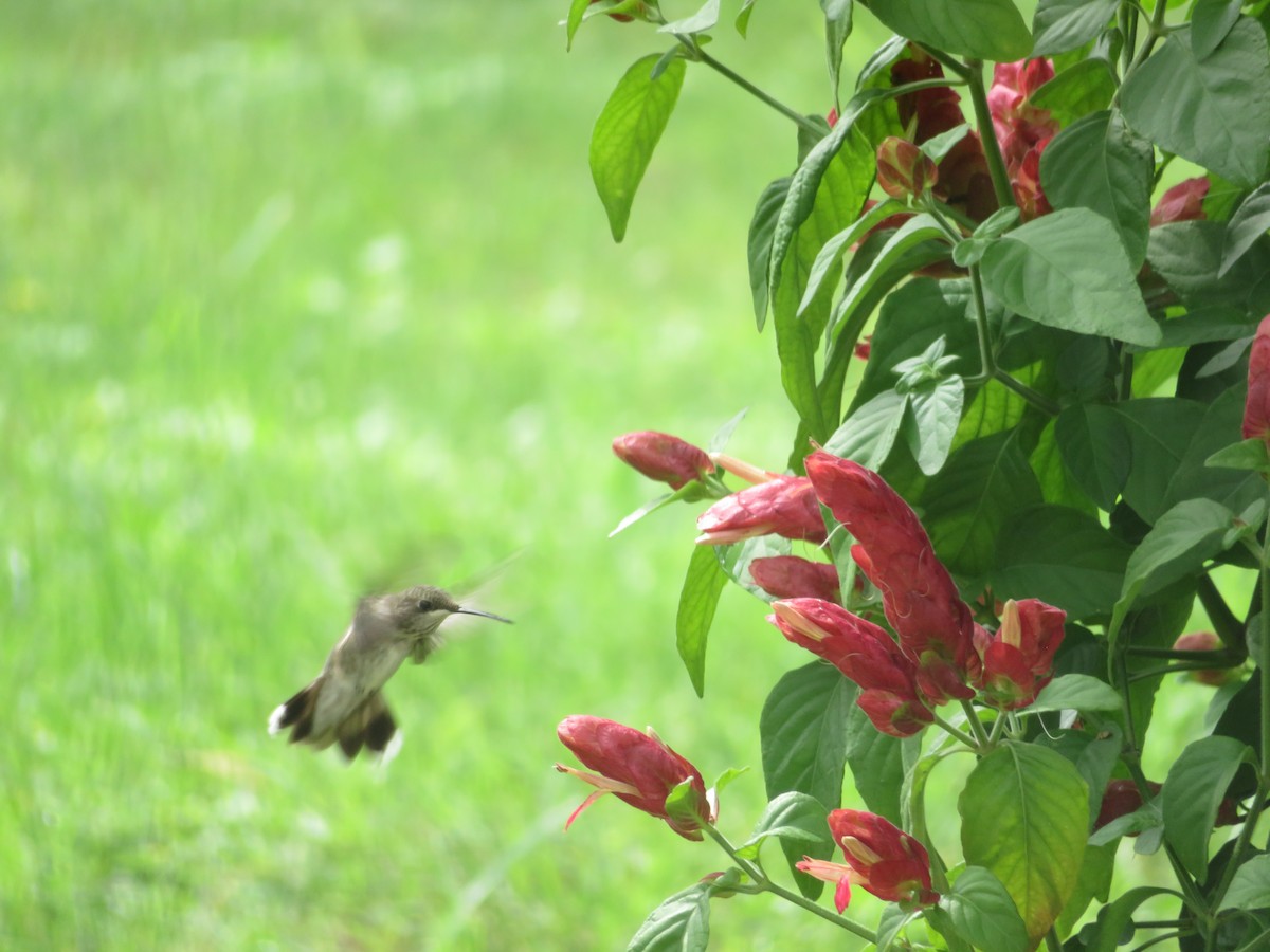 Black-chinned Hummingbird - ML638956096