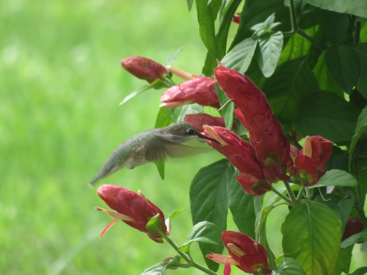 Black-chinned Hummingbird - ML638956097