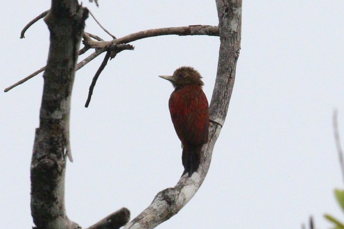 Blood-colored Woodpecker - ML638956098