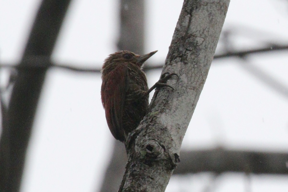 Blood-colored Woodpecker - ML638956099