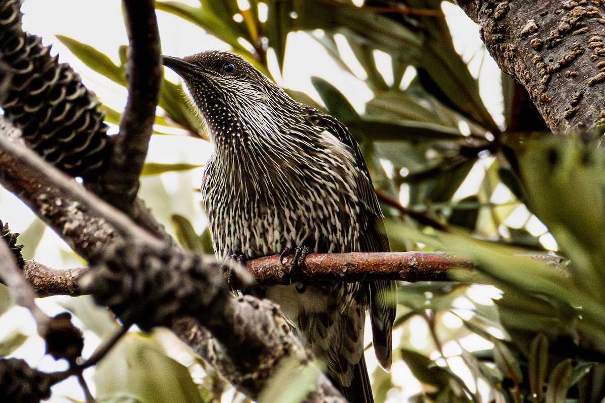 Little Wattlebird - ML638956100
