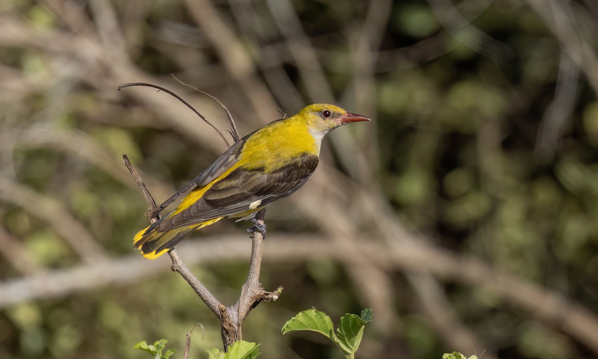Eurasian Golden Oriole - ML638956101