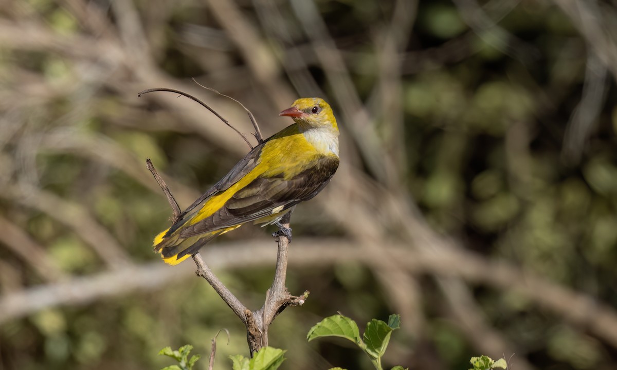 Eurasian Golden Oriole - ML638956102