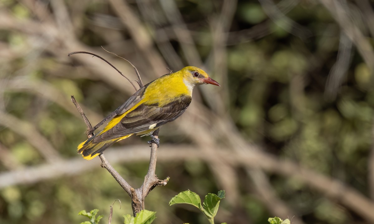 Eurasian Golden Oriole - ML638956103