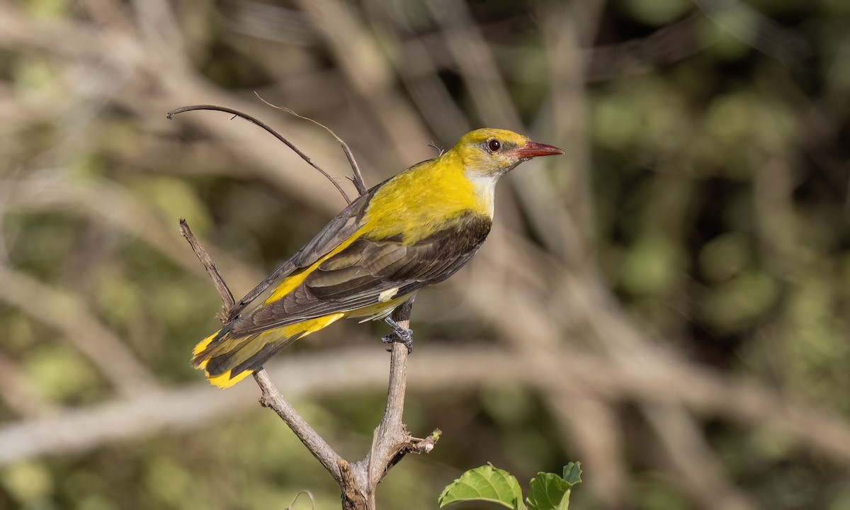 Eurasian Golden Oriole - ML638956106