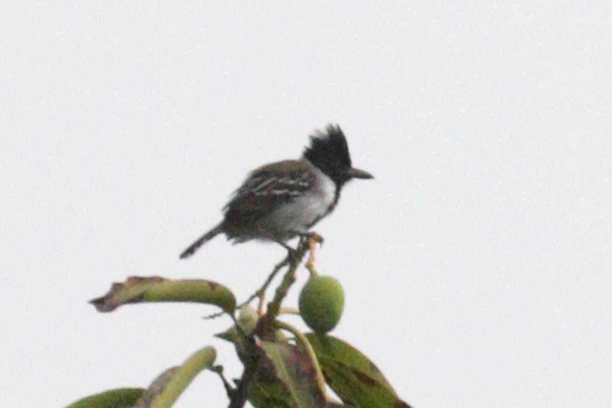 Black-crested Antshrike - ML638956108