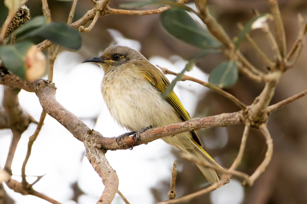 Brown Honeyeater - ML638956110