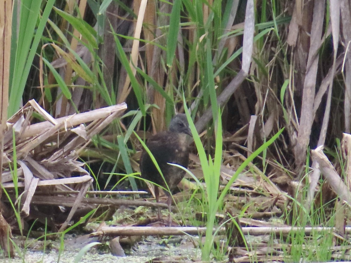 Virginia Rail - ML638956111