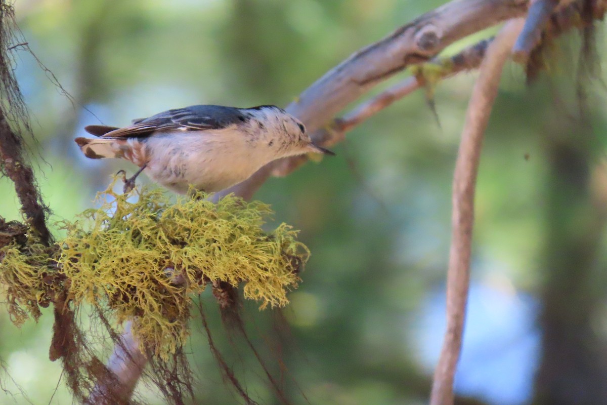 White-breasted Nuthatch - ML638956119