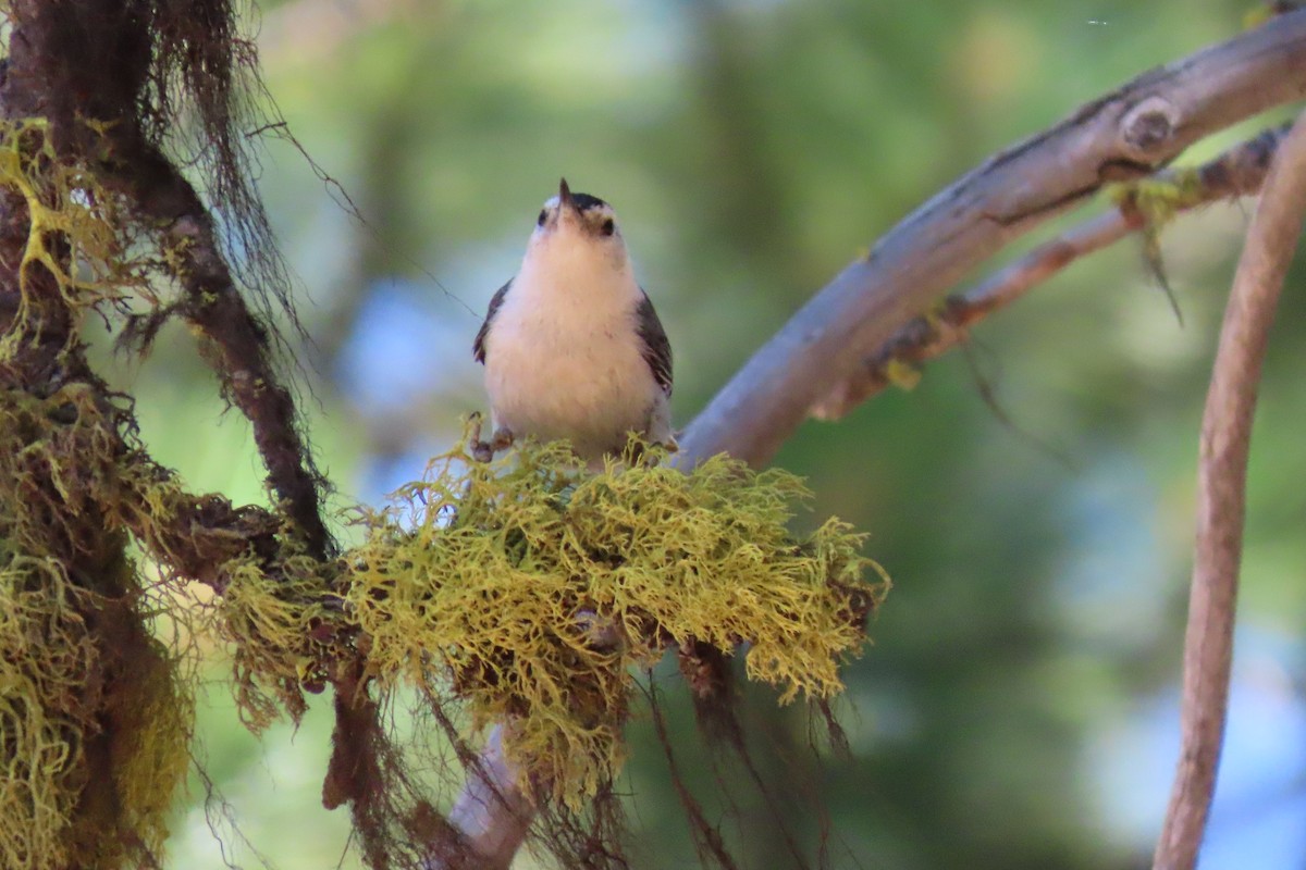 White-breasted Nuthatch - ML638956120