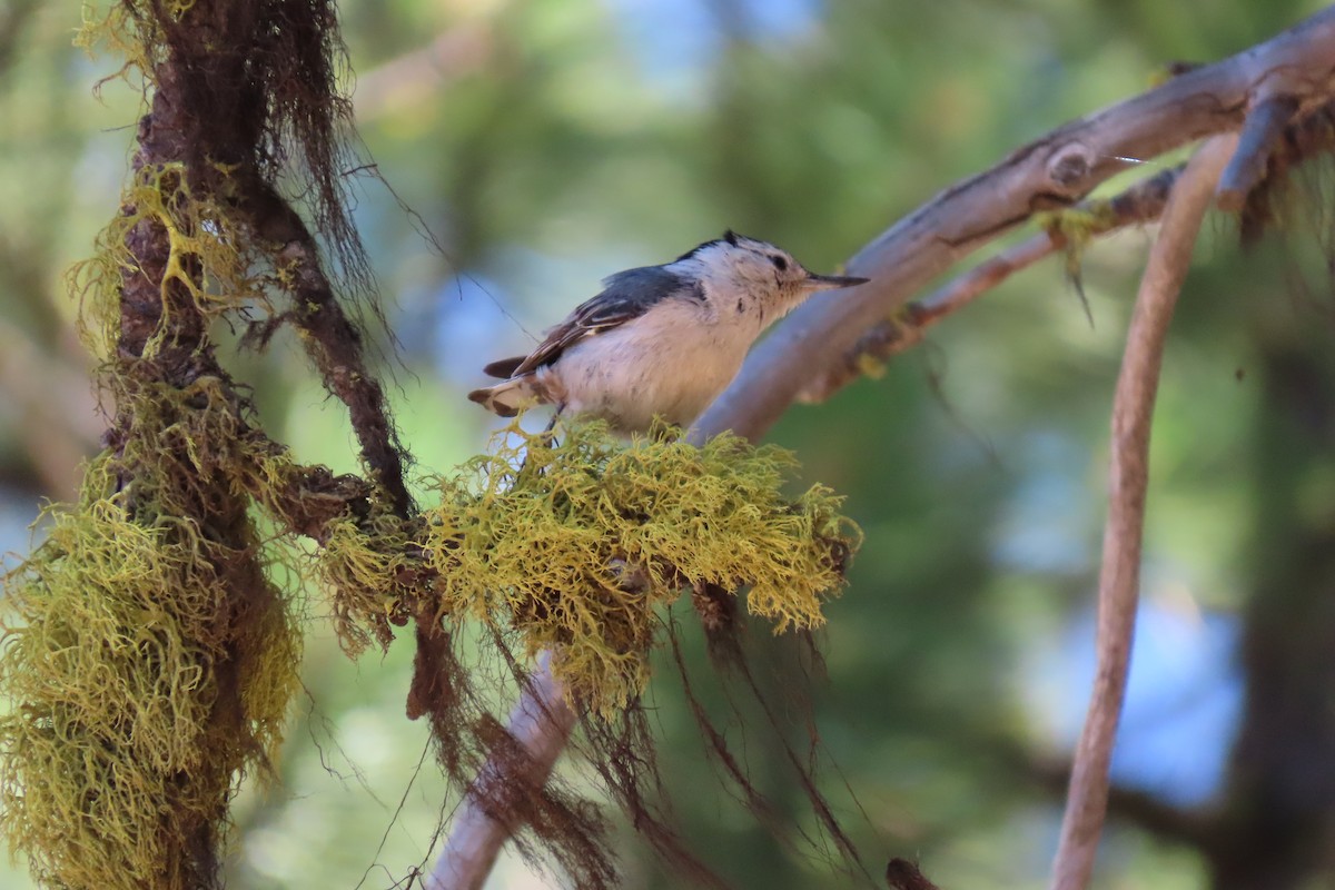 White-breasted Nuthatch - ML638956121